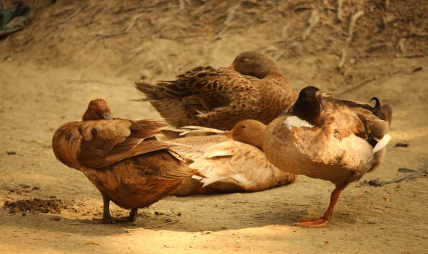 pato nativo bengalí de diferentes colores - animals in the wild blue beak mottled fotografías e imágenes de stock