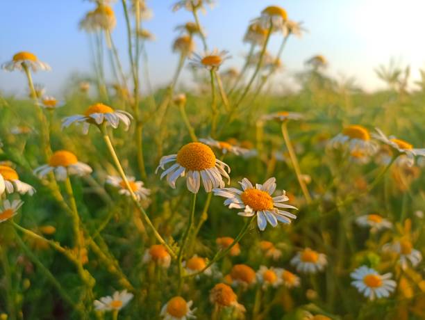 matricaria camomila (sinônimo: matricaria recutita), comumente conhecida como camomila (também escrita camomila), camomila alemã, camomila húngara (kamilla), camomila selvagem - german chamomile fotos - fotografias e filmes do acervo