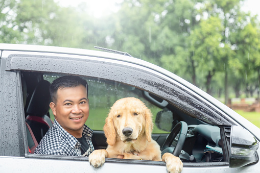 Brown dog (Golden Retriever) sitting in the car at the raining day. Traveling with animal concept
