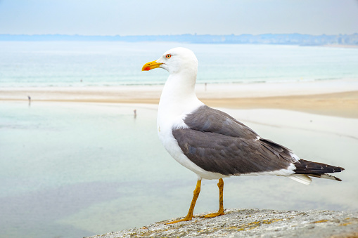 Seagull with ice cream in its beak on the sea backgrounds