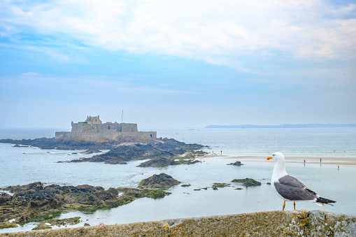 Fort National on a tidal island off the coast of the walled city of Saint-Malo in France with a Great black-backed gull standing on the wall. The fort is a medieval fortress with a turbulent history and is currently a popular tourist attraction.