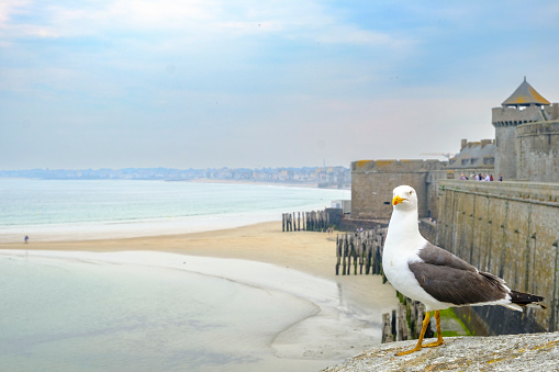 The walled city of Saint-Malo in France with a Great black-backed gull standing on the wall. The fort is a medieval fortress with a turbulent history and is currently a popular tourist attraction.