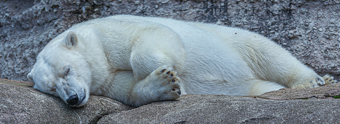 Polar Bear sleeping.