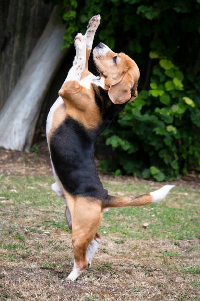 istock funny beagle dog jumping in the park 1407081729