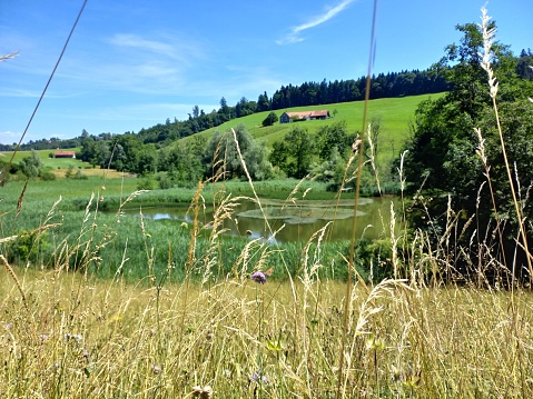 Mobile shot Summer field pond meadow Switzerland