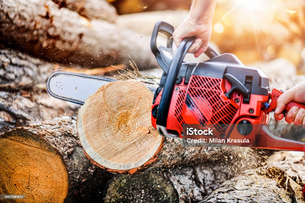 Woodcutter saws tree in forest. Chainsaw in motion.  Hard wood working in forest. Sawdust fly around. Tree Surgeon Stock Photo