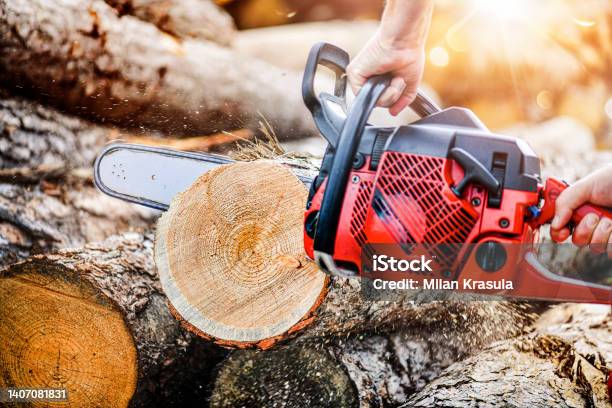 Woodcutter Saws Tree In Forest Stock Photo - Download Image Now - Tree Surgeon, Forest, Forester