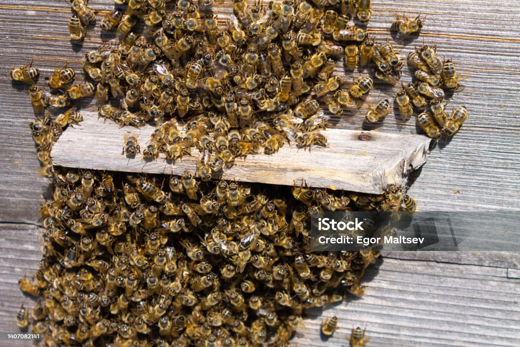 bees on the hives in the heat. With strong heat a part of the bees comes out of the hive and actively ventilates it bees on the hives in the heat. With strong heat a part of the bees comes out of the hive and actively ventilates it. Insect Stock Photo
