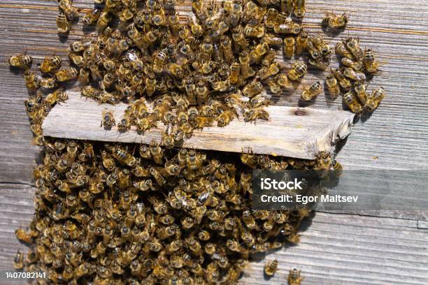 Bees On The Hives In The Heat With Strong Heat A Part Of The Bees Comes Out Of The Hive And Actively Ventilates It Stock Photo - Download Image Now