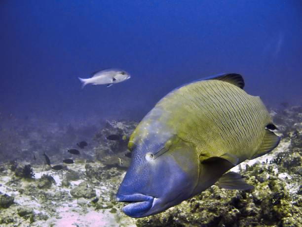 Large Napoleon wrasse fish Underwater photo from a scuba dive humphead wrasse stock pictures, royalty-free photos & images