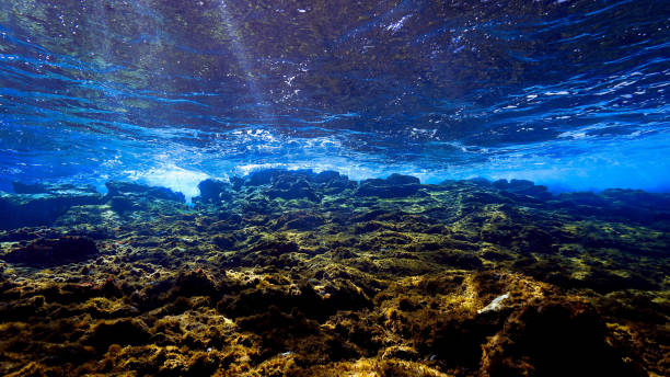 istock Underwater landscape in rays of light 1407082350