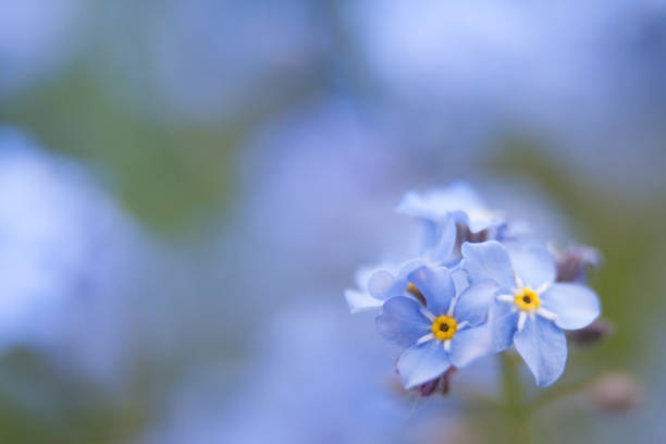 istock spring background forget-me-not flowers. shallow depth of field, selective focus. background blue blurred 1407083390