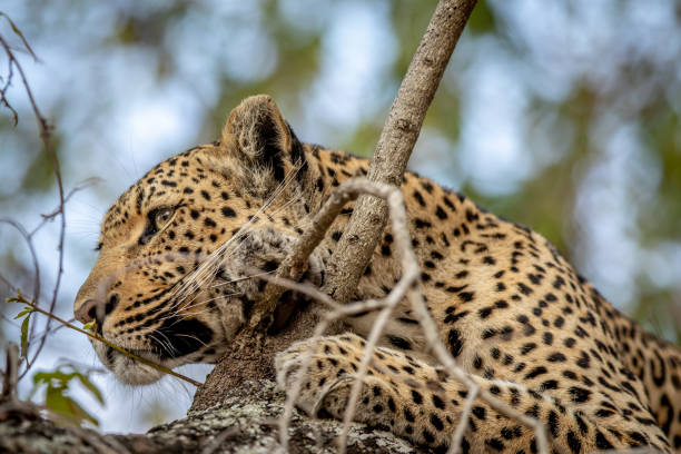 istock Close up of a Leopard in a tree. 1407083620