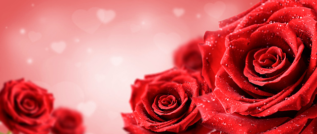 Roses In Romantic heart Background bokeh. Valentine rose card banner or wide panorama concept.