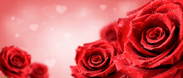 Roses In Romantic heart Background bokeh. Valentine rose card banner or wide panorama concept. stock photo