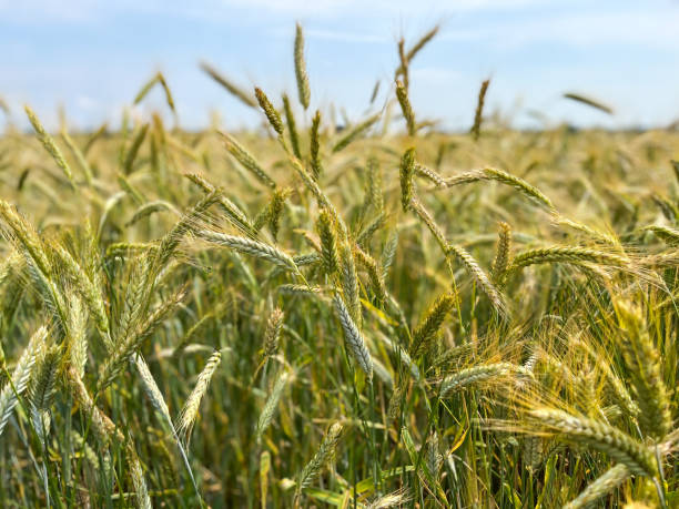 istock Background of a beautiful field with ripening rye. Rye close-up with copyspace 1407084816