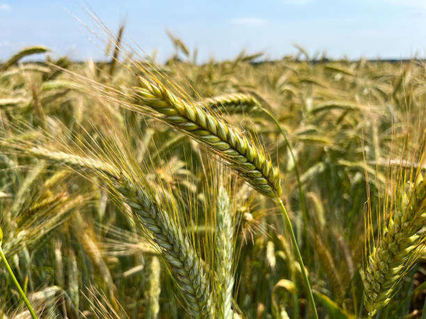 istock Background of a beautiful field with ripening rye. Rye close-up with copyspace 1407084817