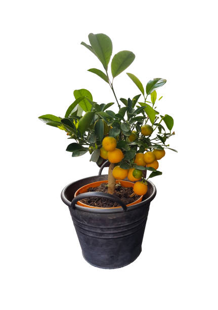 istock Orange tree (Citrus sinensis) close-up on a white isolated background 1407084926