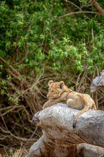 Lion cubs sitting on a fallen tree in the Kruger National Park, South Africa.