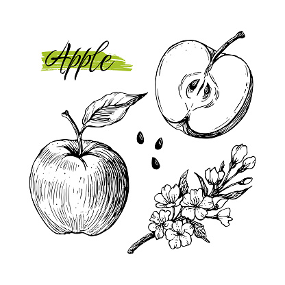 Hand drawn apple harvest elements isolated on white background. Apple, leaves, flower, seeds.