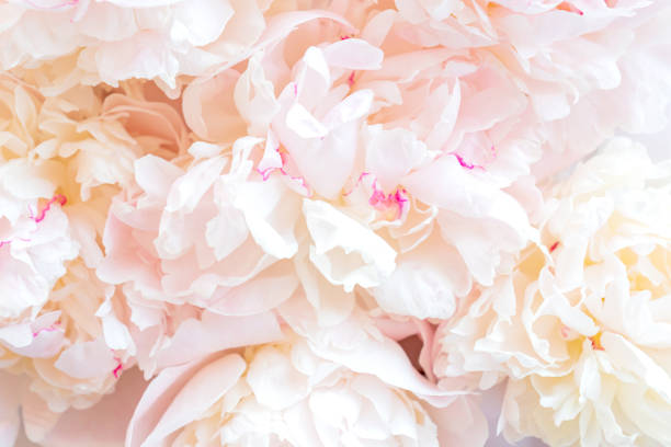 istock pink peonies in pastel colors close-up, flower pattern, floral background texture 1407086150