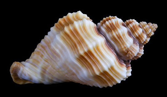 one sea shell isolated on a black background. with clipping path.
