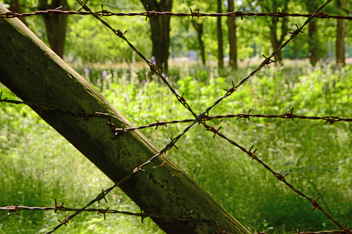 Westerbork transit camp: old rusty barbed wire of the past. Deprivation of liberty