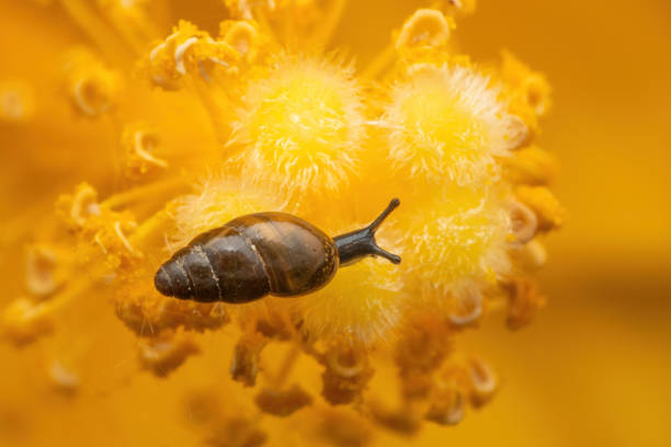 Tiny gastropod on yellow stem of flower outdoors in garden