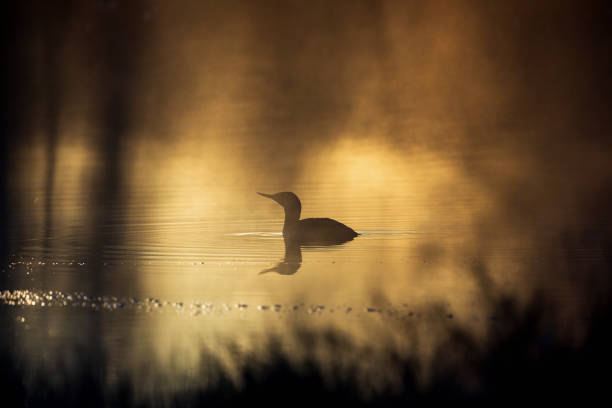 istock Red throated loon in a sunspot at a lake 1407089106