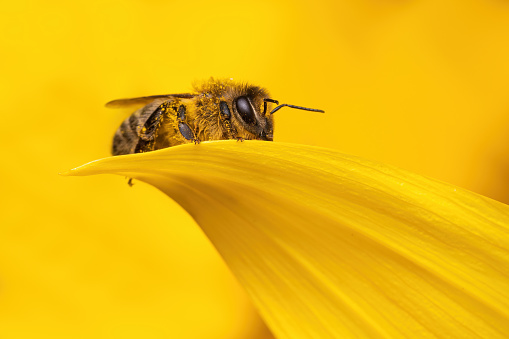 Close up one honey bee sleeping on yellow petal of sunflower outdoors in field