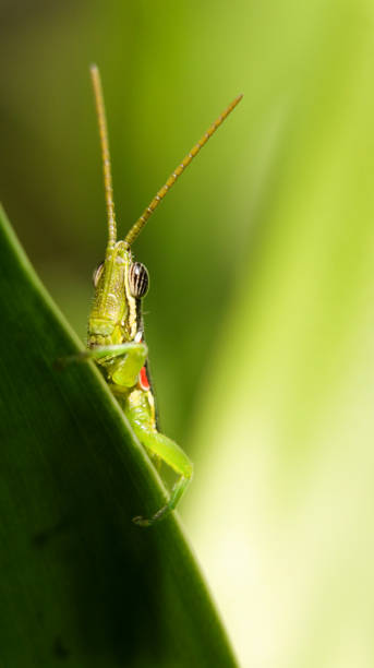 istock short horned gaudy grasshopper hiding behind a leaf 1407090419