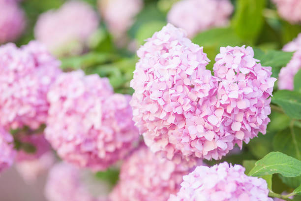 istock beautiful pink hydrangea flowers in the garden 1407090482