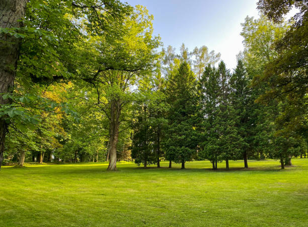 istock Summer landscape with green lawn, trees and blue sky. 1407090899