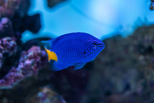 istock marine aquarium, coral reef 1407091875