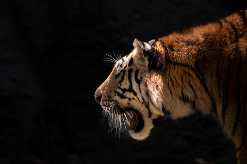 Bengal tiger looking at camera