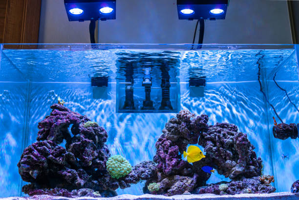 marine aquarium, coral aquarium