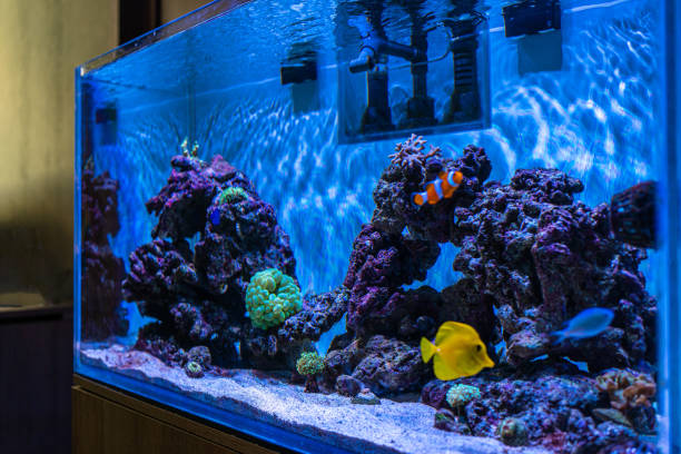istock marine aquarium, coral aquarium 1407092335