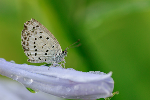 Close-up of orange butterfly in lavender field.