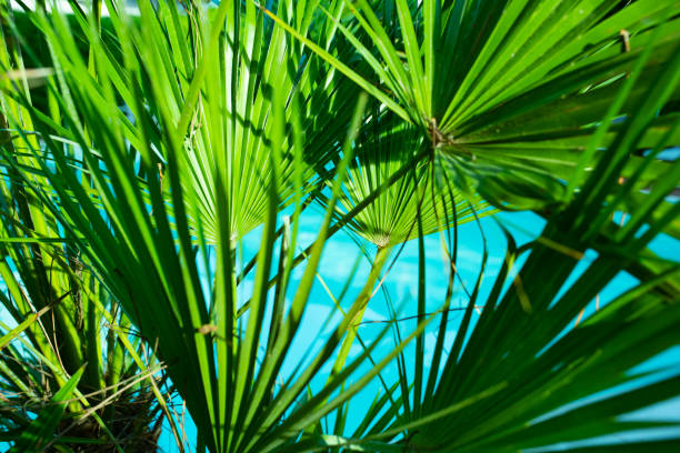 Palm leaves in front of turquoise blue sea. Summer background for a holiday and travel concept.