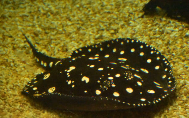 istock Close Up Look Underwater with a Swimming Stingray 1407094875
