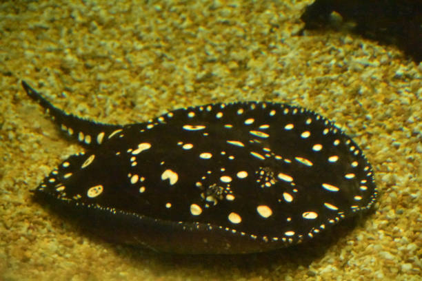 istock Underwater with a Spotted Black and White Stingray 1407094876