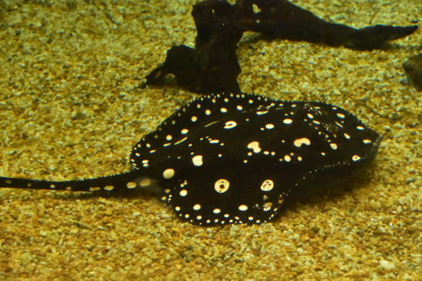 istock Black Aquatic Stingray with White Spots Swimming 1407094941