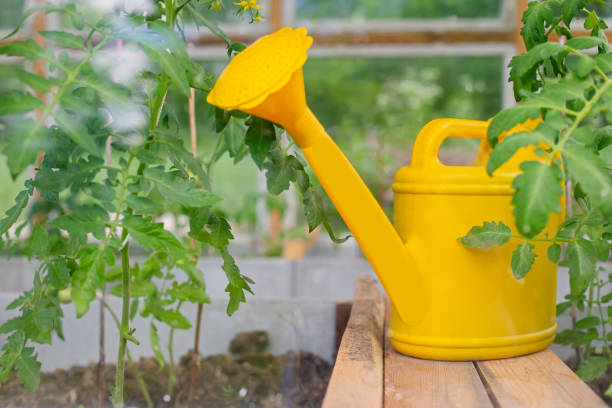 istock A yellow plastic watering can stands in a greenhouse . 1407096719