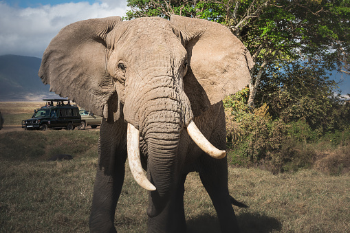 Isolated large adult male elephant (Elephantidae) and wildlife safari jeeps at grassland conservation area of Ngorongoro crater. Tanzania. Africa