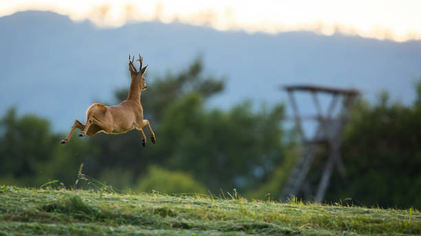istock Roe deer buck running away with copy space at sunset 1407098869