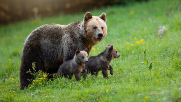 istock Protective brown bear mother looking over her two little cubs on a green meadow 1407099075