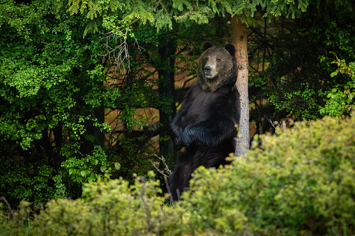 Brown bear standing on hind paws. Large Carpathian brown bear portrait.  Animal wildlife.