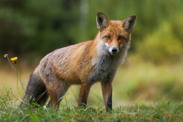 istock Fluffy red fox looking from a hill on a meadow in autumn nature 1407099192