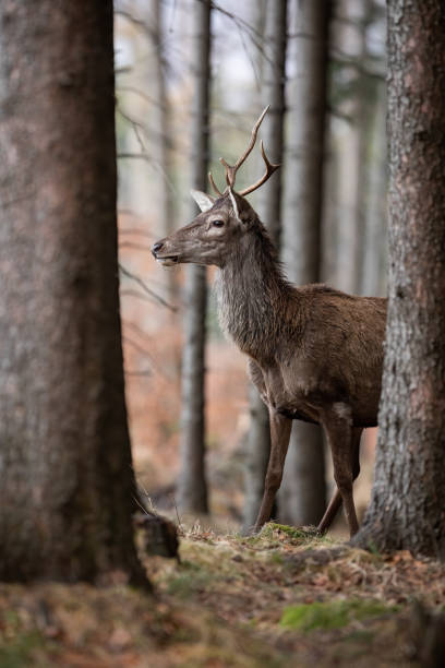 istock Young red deer stag looking around in spruce monoculture in spring 1407099265