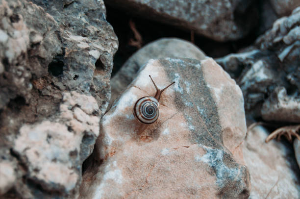 Mollusk snail crawling on the stone surface.